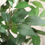 Ficus Artificial Tree 6ft Fake Silk Plant for Home Decor Indoor, Faux ... - Image 5