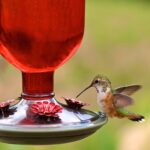 Perky-Pet 8109-2 Vintage Glass Bottle Hummingbird Feeder-16-Ounce Capa... - Image 7