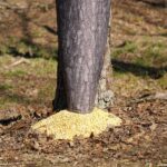 Moultrie 100 Lb Bag Feeder - Gravity Feeder - Straps to Tree - Image 4