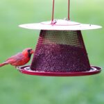 Perky-Pet C00322 Pink Cardinal Chicken Feeder - 2.5 Feed Capability - Image 3