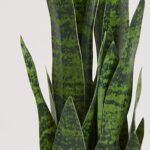 KOL 25.6’’ 2-Pack Synthetic Snake Plant, Fake Sansevieria Indoor Plan... - Image 4