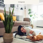 KOL 25.6’’ 2-Pack Synthetic Snake Plant, Fake Sansevieria Indoor Plan... - Image 5