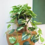 Faux Pothos Hanging Vegetation - Set of two Synthetic Silk Ivy Vines with P... - Image 5
