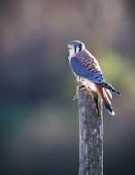 Sigma 150-600mm 5-6.3 Modern DG OS HSM Lens for Nikon - Image 5