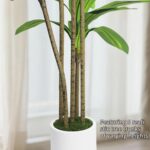 Synthetic Dracaena Tree 5FT - Pretend Crops Tree with White Planter - F... - Image 6