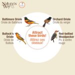 Nature's Method Hanging Glass Oriole Feeder for Outside Décor, 30 Ounce C... - Image 6