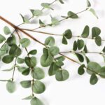 6 Pcs 27" Eucalyptus Stems Greenery Stems Eucalyptus Leaf Spray in Gre... - Image 4