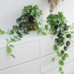 Faux Pothos Hanging Vegetation - Set of two Synthetic Silk Ivy Vines with P... - Image 2