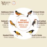 Nature's Method OFP1 All-in-One Oriole Buffet Hen Feeder, Orange - Image 5