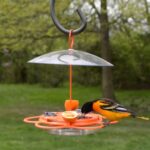 Nature's Method OFP1 All-in-One Oriole Buffet Hen Feeder, Orange - Image 8