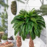 Single Silky Synthetic Boston Fern Bush, 48Inch Synthetic Crops, Su... - Image 5