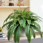 Single Silky Synthetic Boston Fern Bush, 48Inch Synthetic Crops, Su... - Image 7