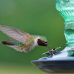 Perky-Pet Glass Hummingbird Feeders for Open air - Vintage Bottle Styl... - Image 8