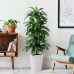 Synthetic Dracaena Tree with White Tall Planter, 5ft Tall Potted Arti... - Image 8