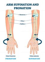 Rolyan Pronation & Supination Wheel, 2 Pound Weighted Wheel Coaching D... - Image 5
