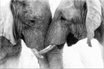 DZL Artwork D73069 Black and White Elephants Entwine Wall Artwork Canvas Paint... - Image 2