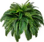 Single Silky Synthetic Boston Fern Bush, 48Inch Synthetic Crops, Su... - Image 2