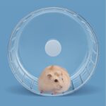 BUCATSTATE Silent Hamster Wheel, 6.7in Train Wheel for Gerbil, Dwar... - Image 8