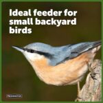 Pennington Songbird Lantern Chicken Feeder, Crimson, 8 inches excessive 6 inches W... - Image 5