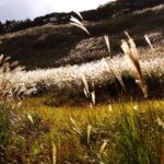 Sigma 35mm F1.4 Artwork DG HSM Lens for Canon, Black, 3.7 x 3.03 x 3.03 (3... - Image 3