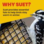 Extra Birds Double Suet Feeder with Climate Guard, 6.5" L X 4.25" W X 7... - Image 5