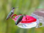 Features ASPECTS437 The Gem Window Hummingbird Feeder - Image 2
