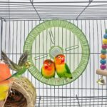 Birds Operating Wheel Train Toys, Parrot Hamster Train Wheel Toy, ... - Image 5