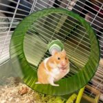 Birds Operating Wheel Train Toys, Parrot Hamster Train Wheel Toy, ... - Image 6